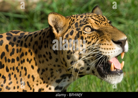 Jaguar (Panthera onca), Pantanal, Brésil Banque D'Images