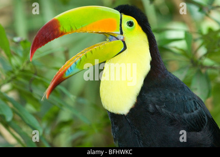 Keel-billed toucan (Ramphastos sulfuratus), péninsule du Yucatan, Mexique Banque D'Images