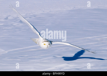 Le harfang des neiges (Bubo scandiaca) la chasse en hiver, des prairies de l'Alberta, Canada Banque D'Images