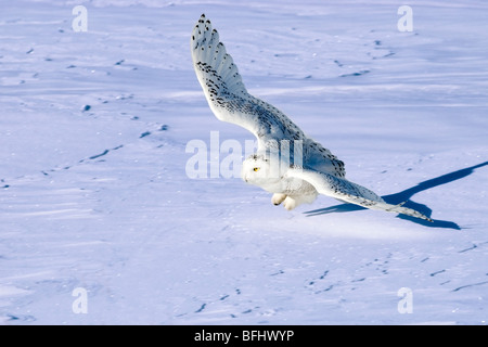 Le harfang des neiges (Bubo scandiaca) la chasse en hiver, des prairies de l'Alberta, Canada Banque D'Images