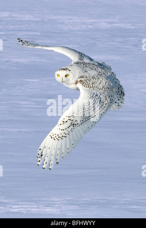 Le harfang des neiges (Bubo scandiaca) la chasse en hiver, des prairies de l'Alberta, Canada Banque D'Images