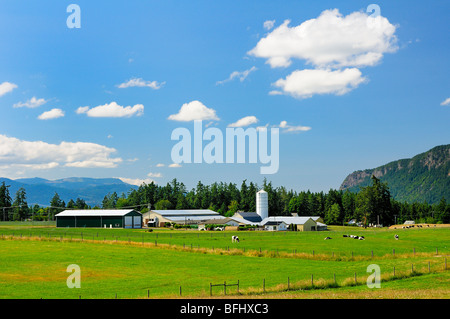 Ferme de la baie Cowichan, Cowichan Bay (C.-B.). Banque D'Images