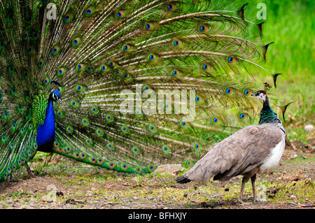 Caracolant peacock femelle en face de plumage avec son paon. Banque D'Images