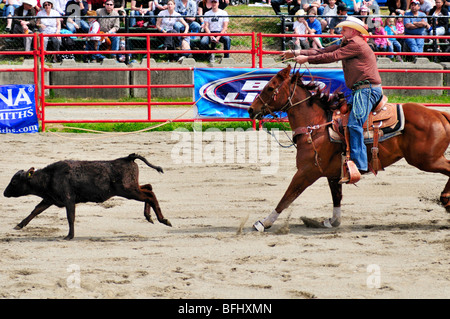 Cowboy Calf roping au Luxton Pro Rodeo à Victoria, BC. Banque D'Images