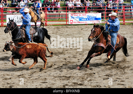 Cowboys Calf roping, team roping) à l'Luxton Pro Rodeo à Victoria, BC. Banque D'Images