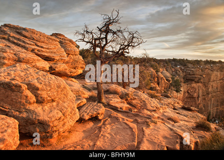 Arbre au Canyon de Chelly, Arizona, États-Unis d'Amérique Banque D'Images