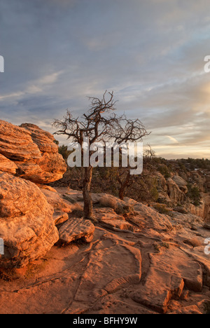 Arbre au Canyon de Chelly, Arizona, États-Unis d'Amérique Banque D'Images