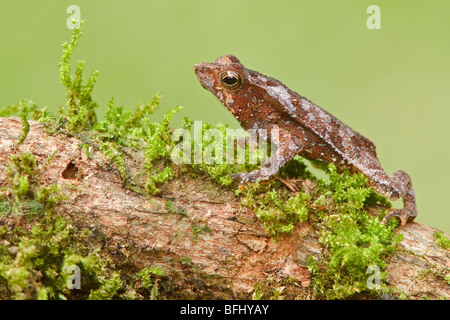 Une grenouille perchée sur une branche moussue en Amazonie équatorienne. Banque D'Images