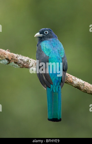 Trogon à queue blanche d'Amazonie (Trogon viridis) perché sur une branche près du fleuve Napo en Amazonie équatorienne. Banque D'Images