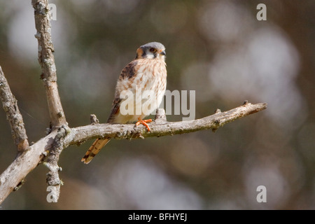 Crécerelle d'Amérique (Falco sparverius) perché sur une branche à Cuenca dans le sud de l'Équateur. Banque D'Images