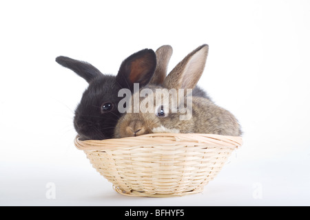 Deux lapins mignon dans le panier, isolated on white Banque D'Images