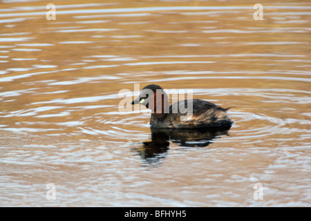 Grèbe CASTAGNEUX Tachybaptus ruficollis, Banque D'Images