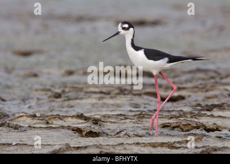 Échasse d'Amérique (Himantopus mexicanus) sur la plage sur la côte de l'Équateur. Banque D'Images