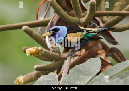 Calliste à cou bleu (Tangara cyanicollis) perché sur une branche près de Podocarpus Parc National dans le sud-est de l'Équateur. Banque D'Images