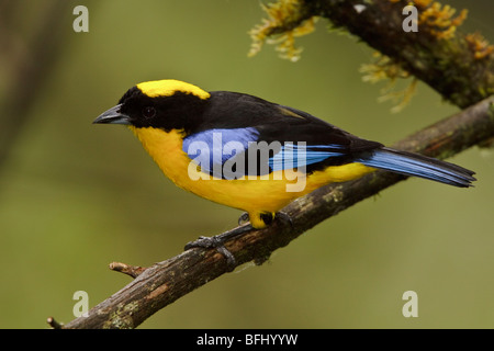 Un Tangara à ailes bleues (somptuosus Calliste) perché sur une branche dans la vallée de Tandayapa en Equateur. Banque D'Images