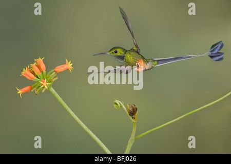 Démarré Racket-tail hummingbird (Ocreatus underwoodii) s'alimenter à une fleur tout en volant à Wildsumaco réserver dans l'Est de l'Equateur. Banque D'Images