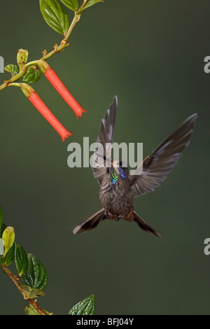 Un Brown Violetear (Hummingbird Colibri delphinae) s'alimenter à une fleur tout en volant dans la vallée de Tandayapa de l'Équateur. Banque D'Images