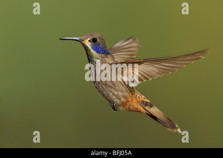 Brown Violetear (Hummingbird Colibri delphinae) s'alimenter à une fleur tout en volant à Bueneventura Lodge dans le sud-ouest de l'Équateur. Banque D'Images