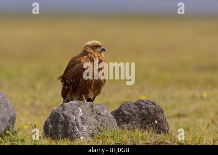 (Phalcoboenus carunculatus Carunculated Caracara) perché sur un rocher dans les montagnes de l'Équateur Banque D'Images