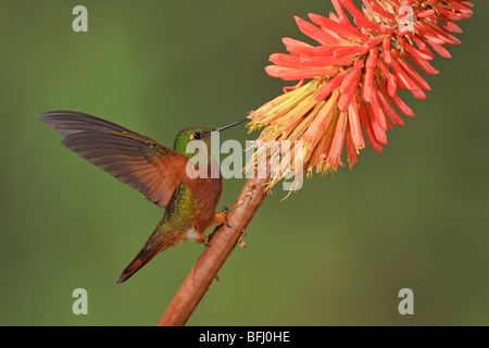 Colibri de Matthews (Boissonneaua matthewsii) s'alimenter à une fleur tout en volant à Guango Lodge en Equateur. Banque D'Images