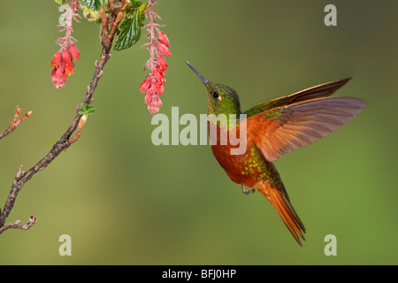 Colibri de Matthews (Boissonneaua matthewsii) s'alimenter à une fleur tout en volant à Guango Lodge en Equateur. Banque D'Images