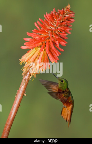 Colibri de Matthews (Boissonneaua matthewsii) s'alimenter à une fleur tout en volant à Guango Lodge en Equateur. Banque D'Images