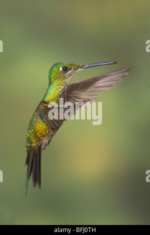 Brillant impératrice (Heliodoxa imperatrix) s'alimenter à une fleur tout en volant à la Loma Mindo réserver dans le nord-ouest de l'Équateur. Banque D'Images