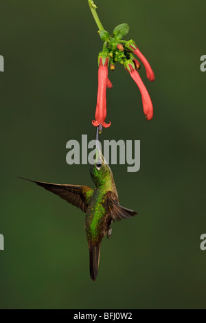 Une Fawn-breasted Brilliant (Heliodoxa rubinoides) s'alimenter à une fleur tout en volant dans la vallée de Tandayapa de l'Équateur. Banque D'Images