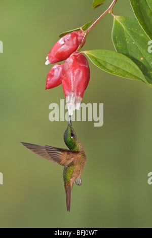 Fawn-breasted Brilliant (Heliodoxa rubinoides) s'alimenter à une fleur tout en volant à la Loma Mindo réserver dans le nord-ouest de l'Équateur. Banque D'Images