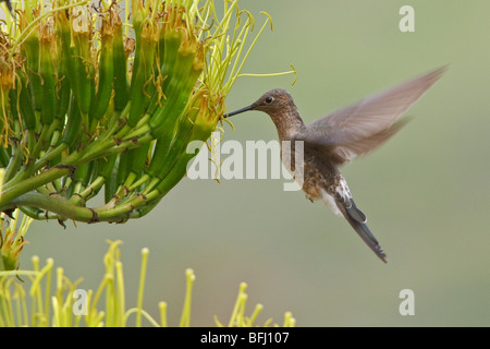 Colibri géant Patagona gigas) (s'alimenter à une plante en fleurs près de Quito dans les hautes terres du centre de l'Équateur. Banque D'Images