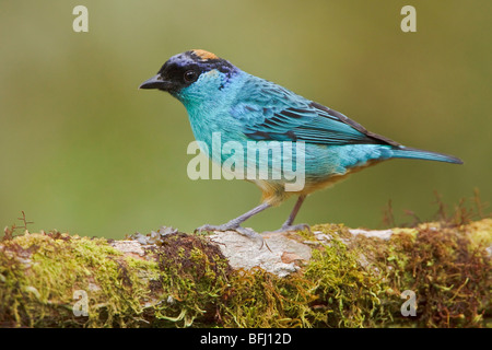 Tangara à nuque d'or (Tangara ruficervix) perché sur une branche à la Loma Mindo réserver dans le nord-ouest de l'Équateur. Banque D'Images