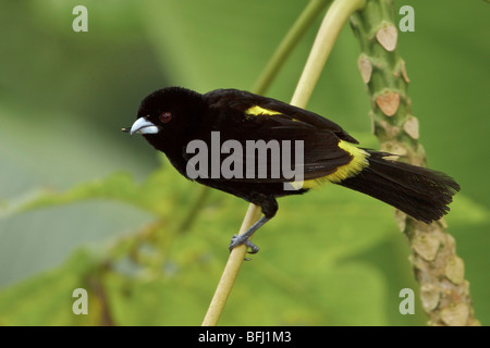 Tangara à croupion jaune citron (Ramphocelus icternotus) perché sur une branche à Buenaventura Lodge dans le sud-ouest de l'Équateur. Banque D'Images