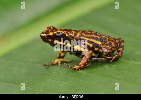 Un poison dart Frog-perché sur une feuille dans le nord-ouest de l'Équateur. Banque D'Images