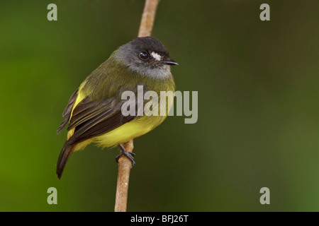 Moucherolle orné (Myiotriccus ornatus) perché sur une branche dans le nord-ouest de l'Equateur en réserve Milpe. Banque D'Images