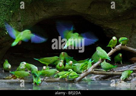 Le Cobalt-winged Parakeet (Brotogeris cyanoptera) perché près de l'argile lécher le long de la rivière Napo en Amazonie équatorienne. Banque D'Images