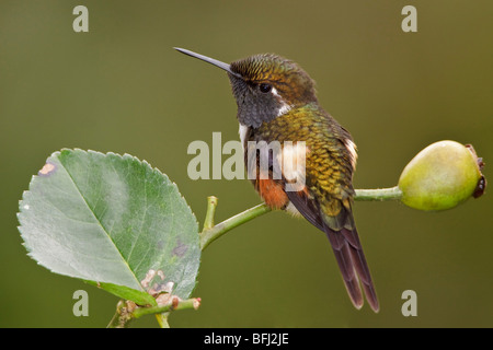 Purple-throated Woodstar hummingbird (Calliphlox mitchellii) perché sur une branche dans la vallée de Tandayapa de l'Équateur. Banque D'Images