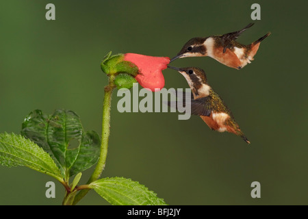 Purple-throated Woodstar hummingbird (Calliphlox mitchellii) s'alimenter à une fleur tout en volant dans la vallée de Tandayapa Equateur Banque D'Images