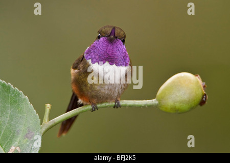 Purple-throated Woodstar hummingbird (Calliphlox mitchellii) perché sur une branche dans la vallée de Tandayapa de l'Équateur. Banque D'Images