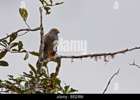 Roadside Hawk (Buteo magnirostris) perché sur une branche dans le nord-ouest de l'Equateur en réserve Milpe. Banque D'Images