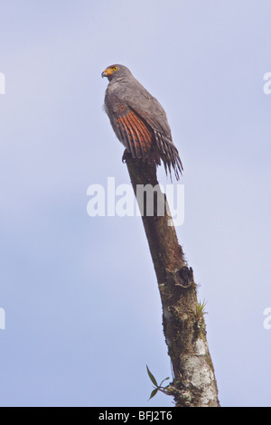 Roadside Hawk (Buteo magnirostris) perché sur une branche au Rio Palenque réserver dans le nord-ouest de l'Équateur. Banque D'Images