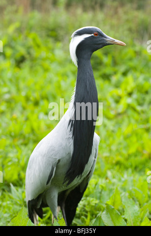 Grue demoiselle (Anthropoides virgo). Doux prudente posture menace avec les murmures de voix. Banque D'Images