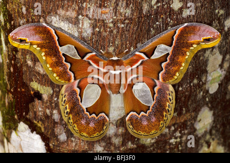 Un grand papillon perché sur un tronc d'arbre dans la vallée de Tandayapa de l'Équateur. Banque D'Images