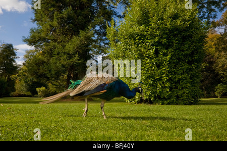 Peacock à Johnstown Castle Garden, Co Wexford, Irlande Banque D'Images