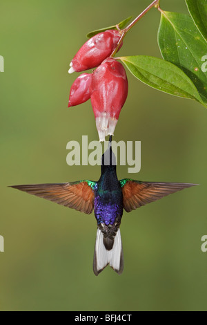 Velvet-purple Coronet (Boissonneaua jardini) s'alimenter à une fleur tout en volant à la Loma Mindo réserver dans le nord-ouest de l'Équateur. Banque D'Images