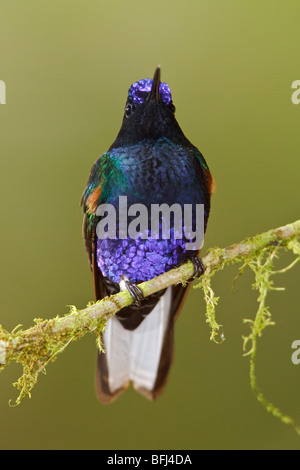 Velvet-purple Coronet (Boissonneaua jardini) perché sur une branche à la Loma Mindo réserver dans le nord-ouest de l'Équateur. Banque D'Images