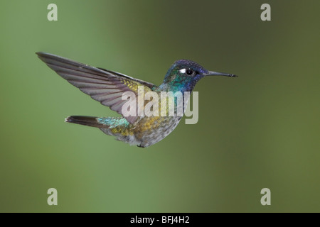 Colibri à tête violette (Klais guimeti) s'alimenter à une fleur tout en volant à l'Wildsumaco réserver dans l'Est de l'Equateur. Banque D'Images