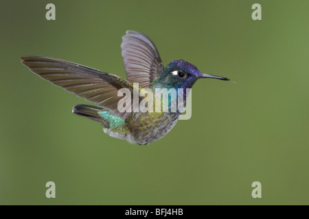 Colibri à tête violette (Klais guimeti) s'alimenter à une fleur tout en volant à l'Wildsumaco réserver dans l'Est de l'Equateur. Banque D'Images