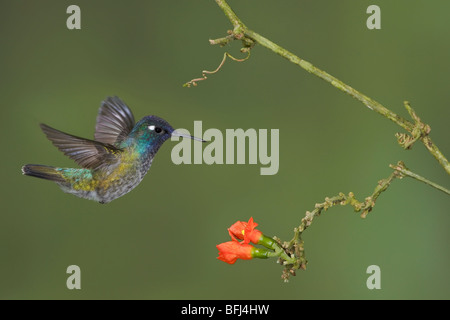 Colibri à tête violette (Klais guimeti) s'alimenter à une fleur tout en volant à l'Wildsumaco réserver dans l'Est de l'Equateur. Banque D'Images