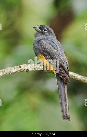 Western White-tailed Trogon Trogon chionurus) (perché sur une branche au Rio Palenque réserver dans le nord-ouest de l'Équateur. Banque D'Images