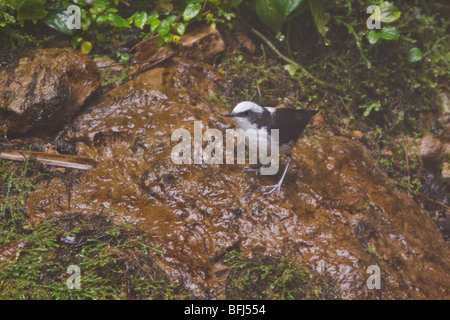 White-capped Dipper (Cinclus leucocephalus) perché sur une branche à la Loma Mindo réserver dans le nord-ouest de l'Équateur. Banque D'Images